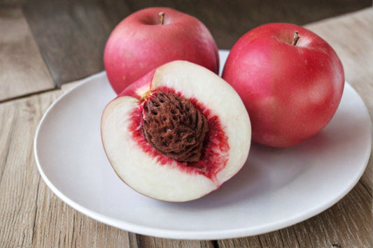 Nectaplum 5 Scions – Prunus spp.