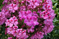 Regal Geranium 5 Cuttings – Pelargonium × domesticum