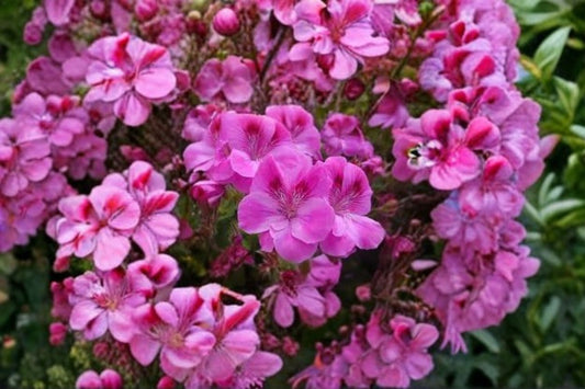 Regal Geranium 5 Cuttings – Pelargonium × domesticum