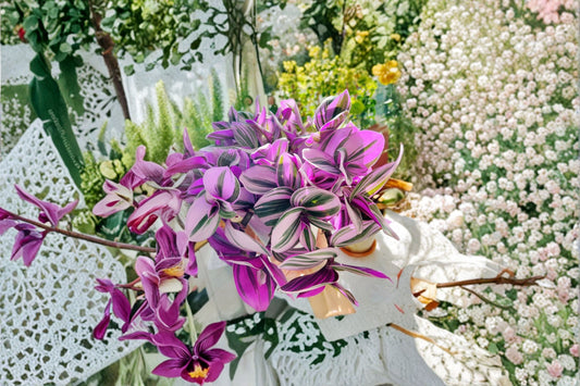 Tradescantia Nanouk 3 Cuttings – Tradescantia albiflora ‘Nanouk’