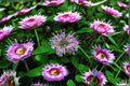 Wild Bergamot Seeds Monarda Fistulosa Bee Balm Lavender Wildflower Seeds Perennial Garden Planting 100 Seeds