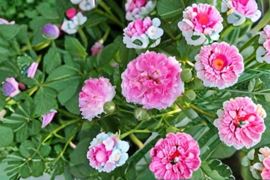 Seven Sisters Rose 12 Cuttings – Rosa multiflora