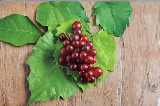 Razzmatazz Grape 4 Scions – Vitis vinifera