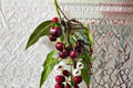 Bing Cherry 6 Cuttings – Prunus avium