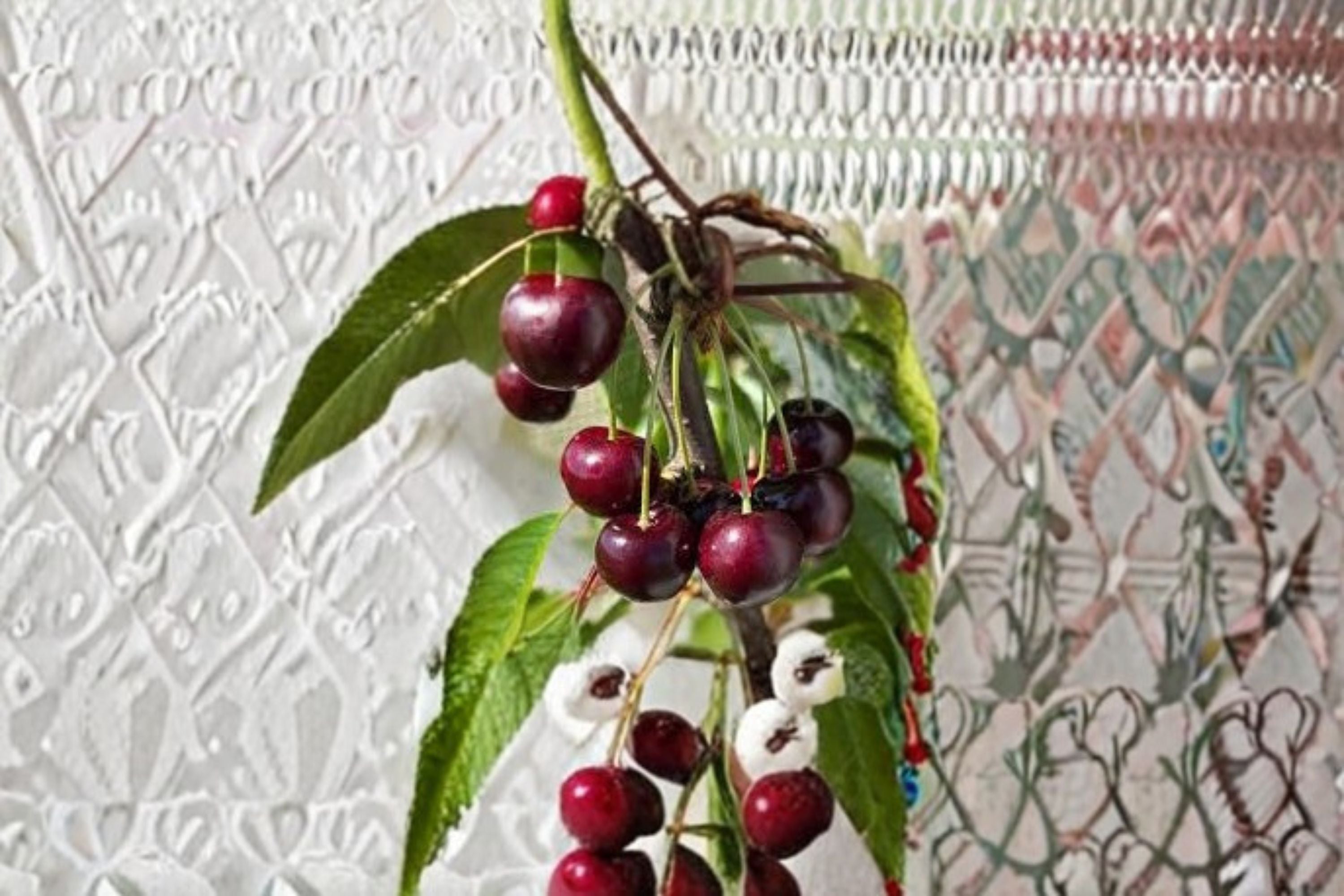 Bing Cherry 6 Cuttings – Prunus avium