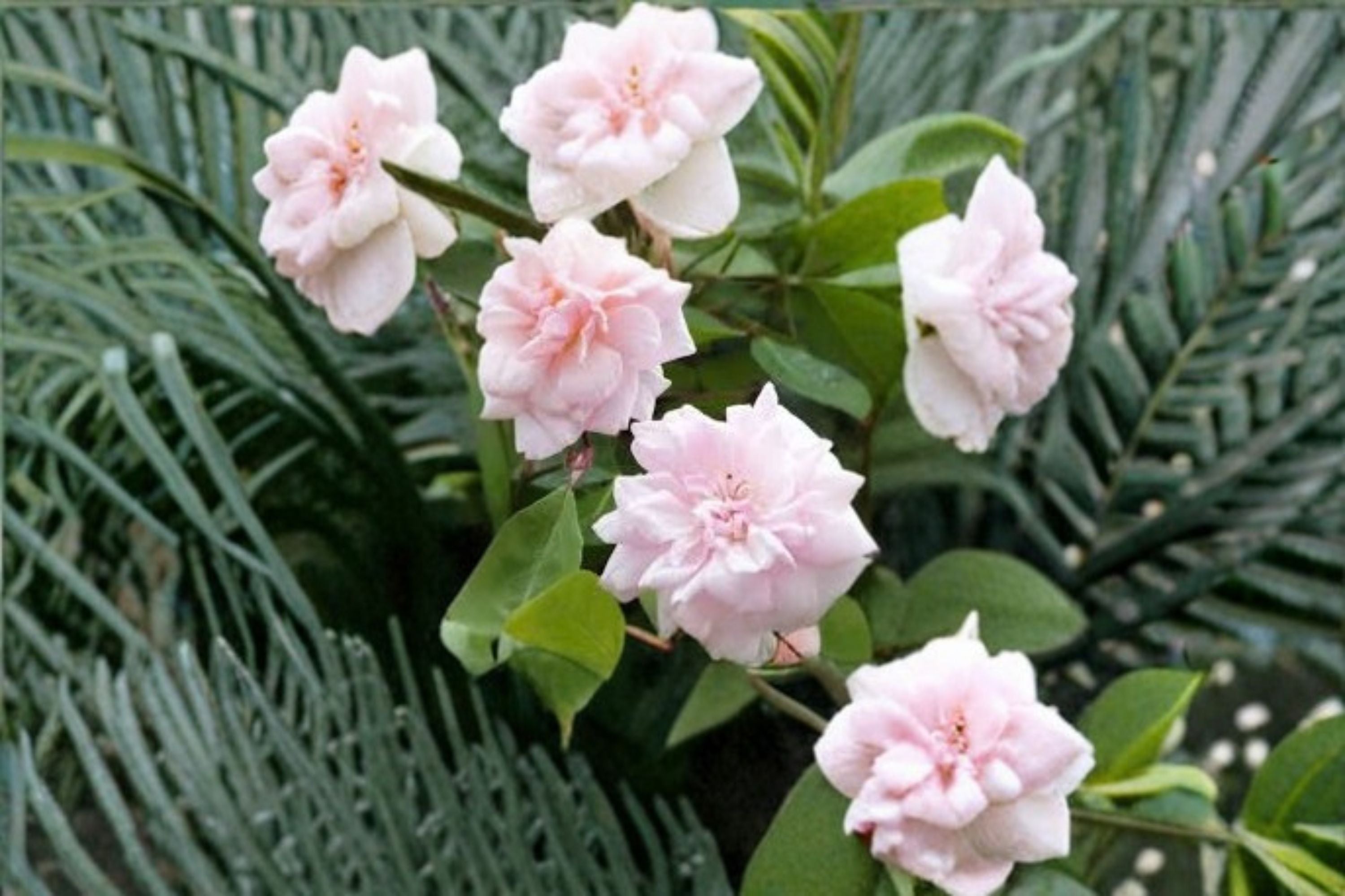 Cecile Brunner Rose 10 Cuttings – Rosa ‘Cecile Brunner’
