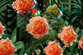 Polka Climbing Rose 3 Cuttings – Rosa ‘Polka’