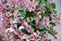 Blushing Bride Tradescantia 3 Cuttings – Tradescantia ‘Blushing Bride’