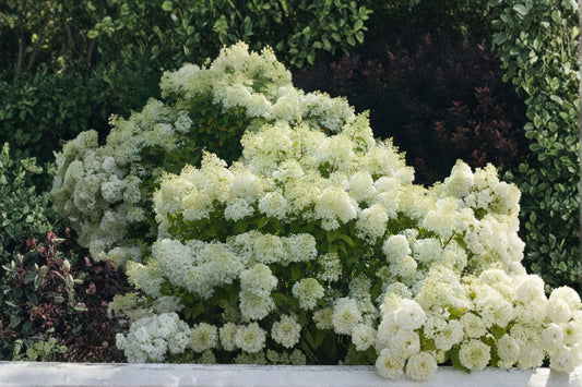 Bobo Hydrangea 1 Live Plant – 4-Inch Pot – Hydrangea paniculata ‘ILVOBO’