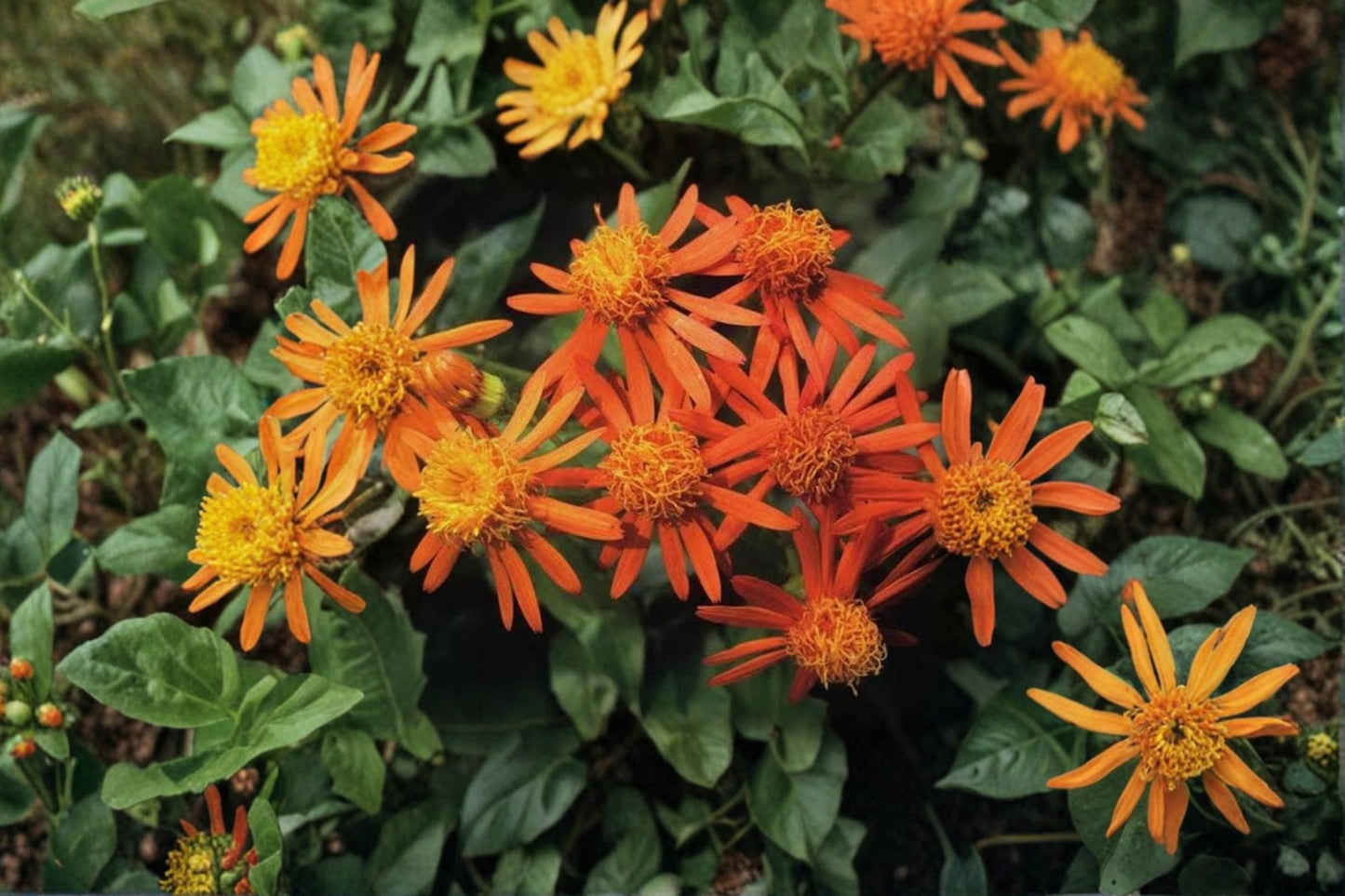 Mexican Flame Vine Live Plants – 3 Pack – 3–6" Tall – Senecio confusus – No Pot