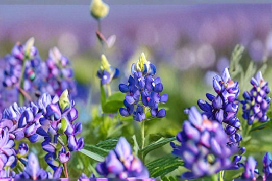 Texas Bluebonnet Seeds Lupinus Texensis Blue Native Wildflower Annual Garden Flower Meadow Plant Pollinator Friendly 50 Seeds