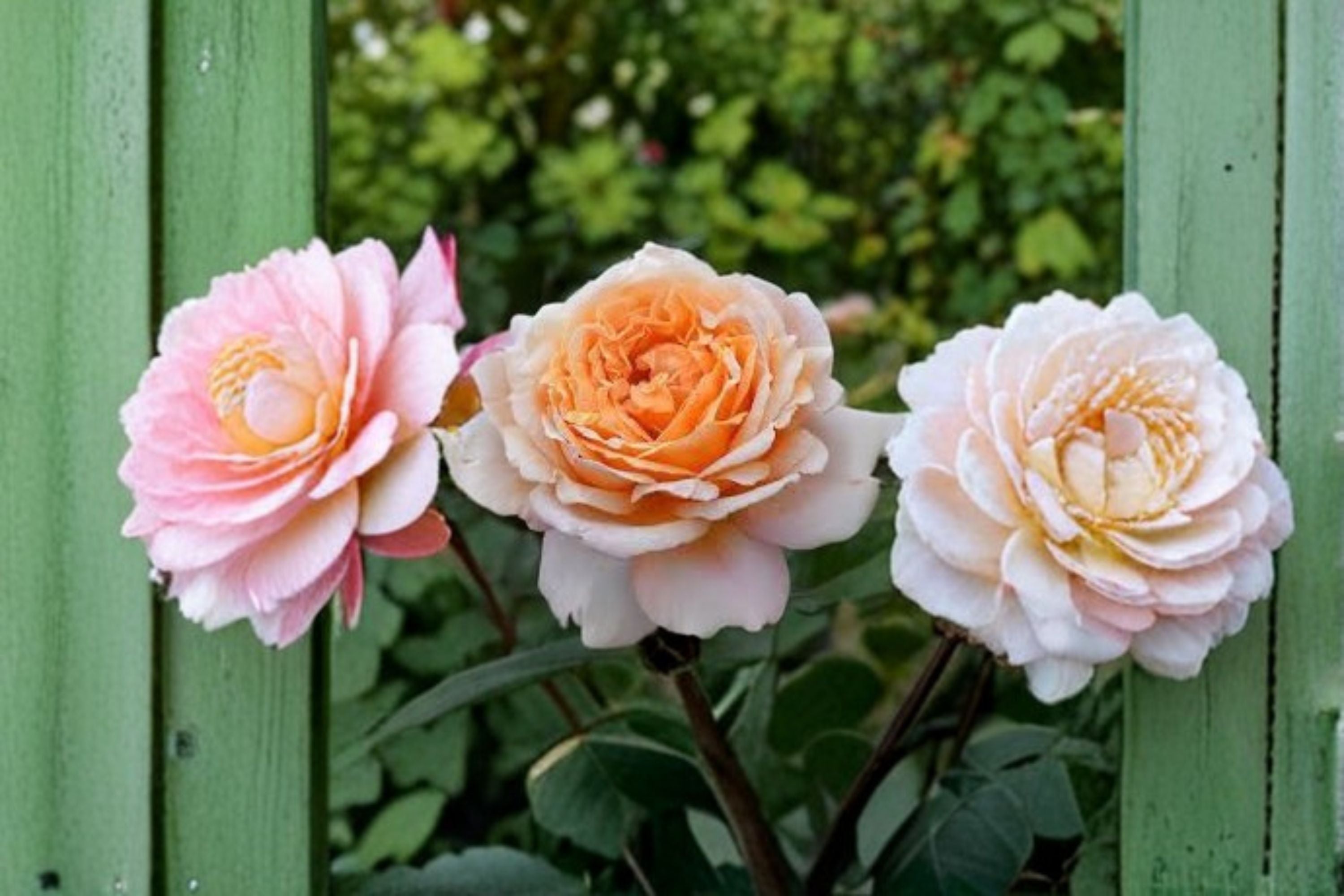Großherzogin Luise Rose Live Plant – Fragrant Kordes Shrub Rose