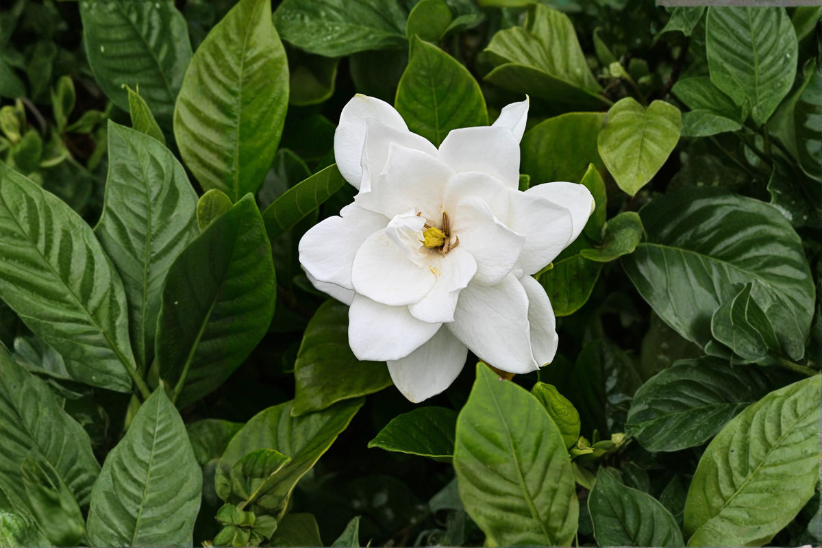 2 August Beauty Gardenia Live Plants | Fragrant Gardenia Shrub | Gardenia Starter Plants | 4-8 Inch Bare Root Plants | Zones 8-11
