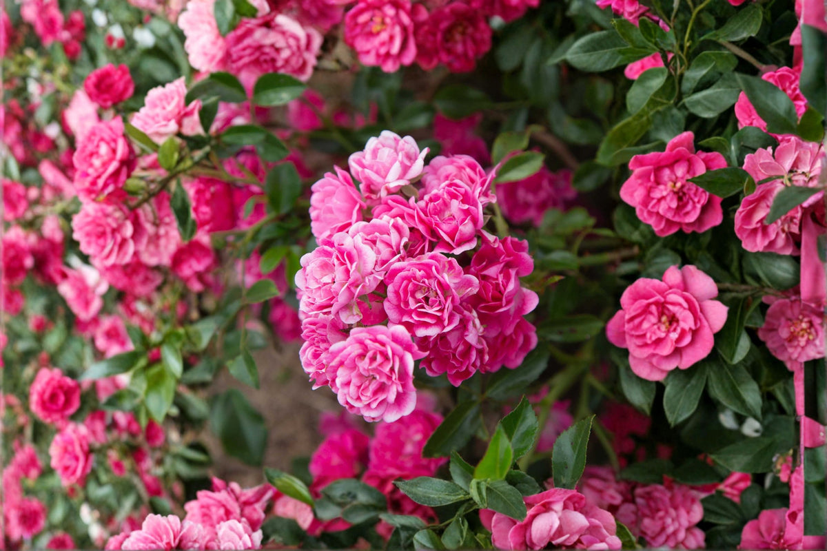 Lovely Fairy Rose Live Plant | Rooted Polyantha Shrub Rose | Dark Pink Rose | 7 Inch Live Rose Plant | Fragrant Reblooming Garden Rose