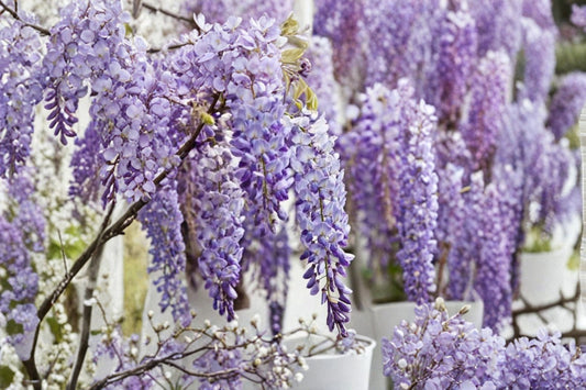 Purple Chinese Wisteria Live Plant | Wisteria sinensis | 10-15 Inch Starter Vine | Quart Pot | Purple Flowering Climber
