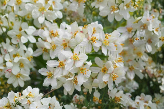 Choisya Ternata 3 Live Plants – 12–16 Inches Tall – Fragrant Flower Bush