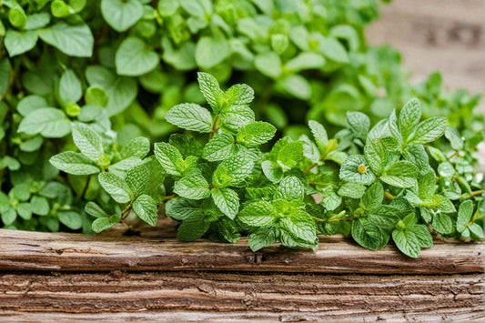 Peppermint 5 Live Plants – Bare Root – Mentha × piperita Herb