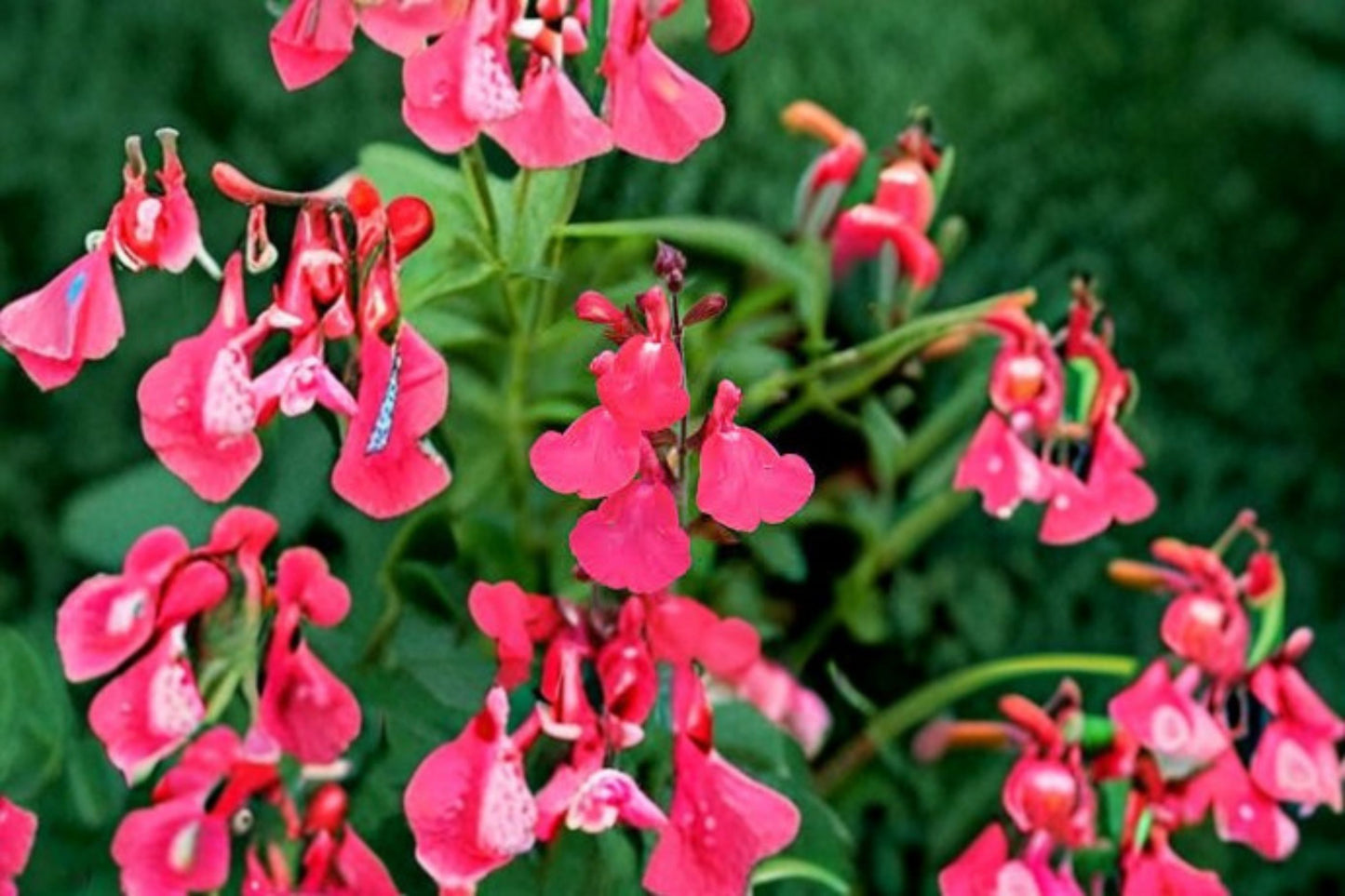 Lipstick Salvia Greggi Live Plant – 1 Gallon Fully Rooted – Salvia greggii