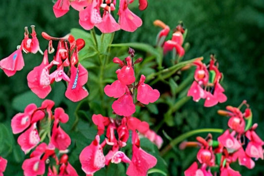 Lipstick Salvia Greggi Live Plant – 1 Gallon Fully Rooted – Salvia greggii