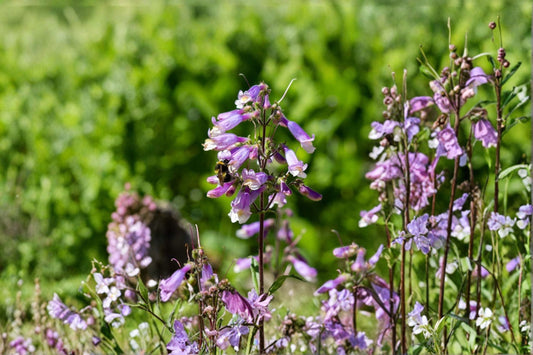 Hairy Beardtongue Seeds Penstemon hirsutus Purple Native Wildflower Seeds Perennial Garden Flower Planting 100 Seeds