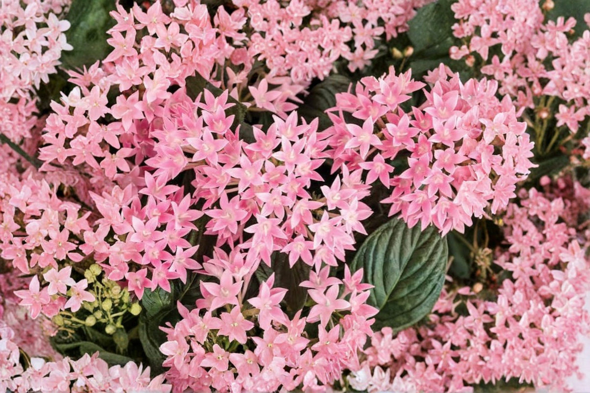 Pentas 'Pink Profusion' Live Plants | 2-Pack Starter Plugs | Bright Pink Flowers | Pink Pentas Plant | Flowering Garden Plant | PLANT NOOK