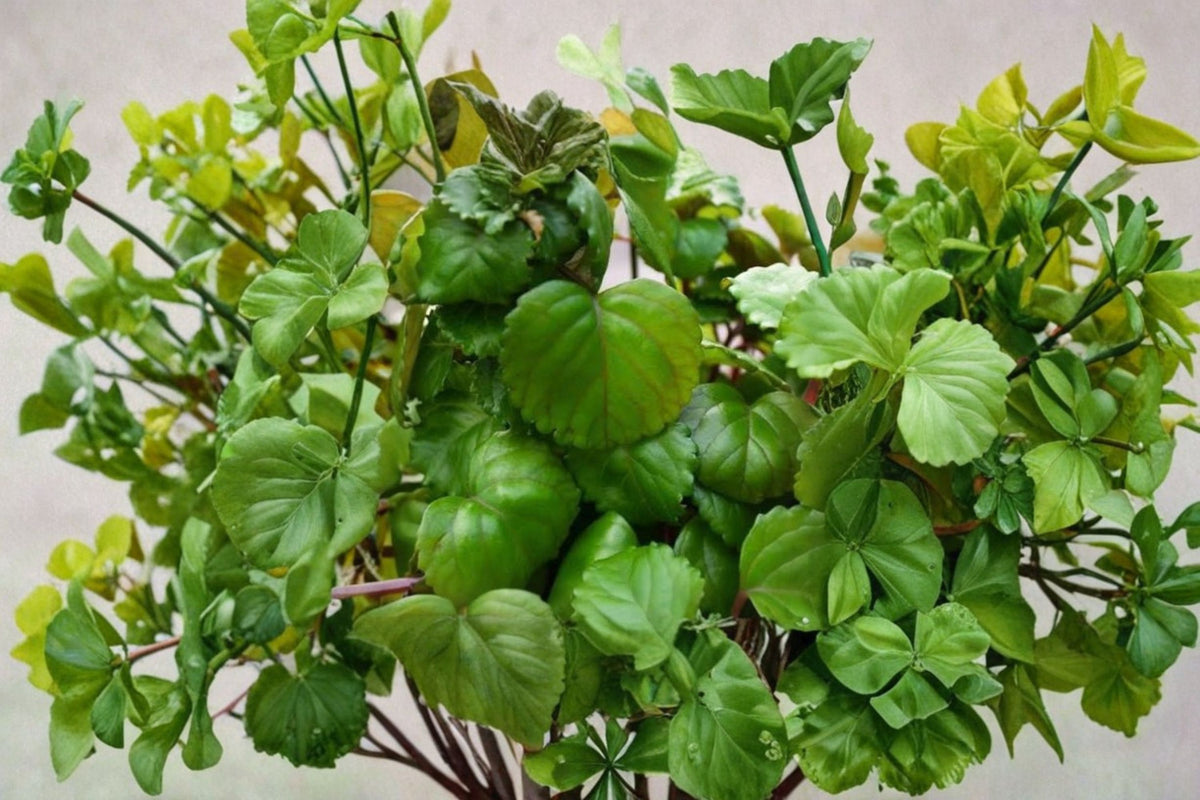 4 Swedish Ivy Rooted Plants | Creeping Charlie Live Plants | Plectranthus Houseplant | Live Plants Shipped With Soil | Trailing Plant
