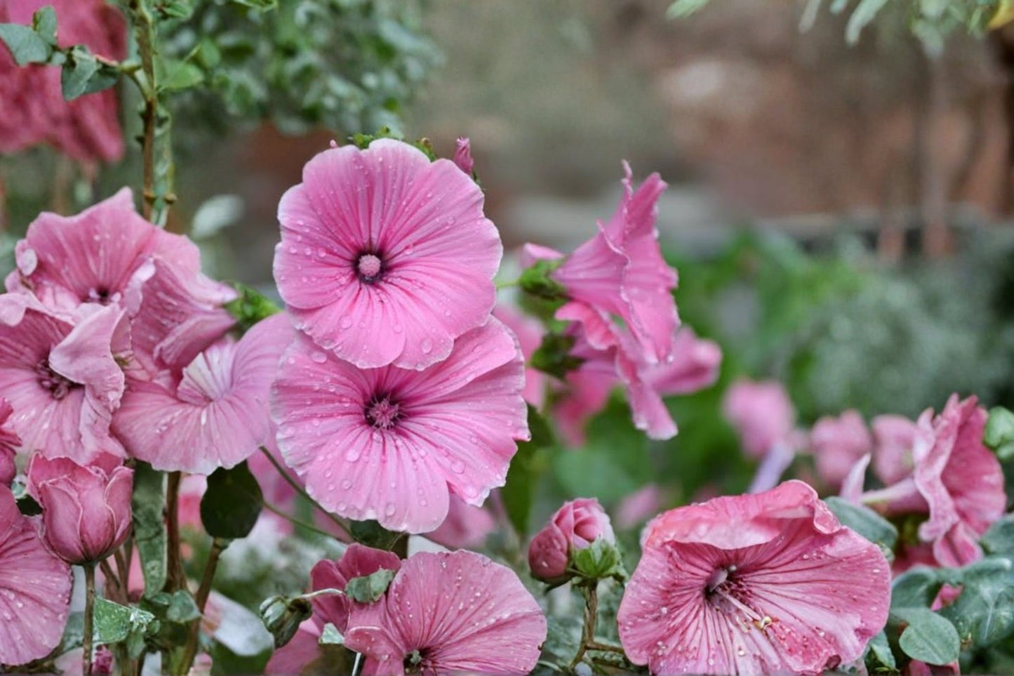 Airbrush Effect Hardy Hibiscus Live Plant – Pink Ruffled Blooms – 2.5" Pot – Hibiscus moscheutos