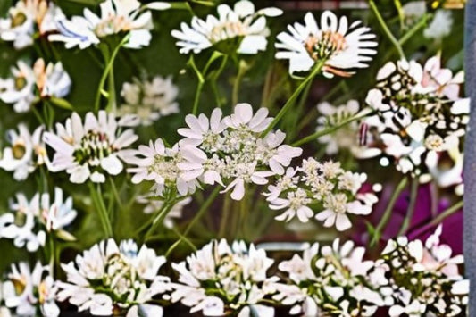 White Lace Flower 1 Plant – Orlaya grandiflora