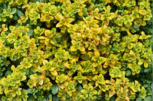 Lemon Thyme 1 Plant – Thymus citriodorus
