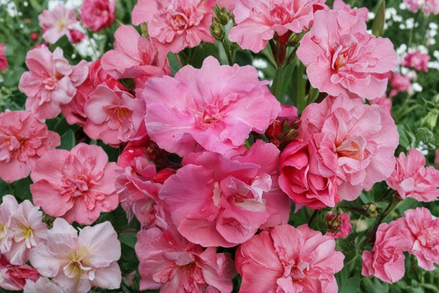 Pink Oleander 7 Unrooted 6 Inch Cuttings – Nerium oleander Flowering Shrub