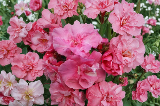 Pink Oleander 7 Unrooted 6 Inch Cuttings – Nerium oleander Flowering Shrub
