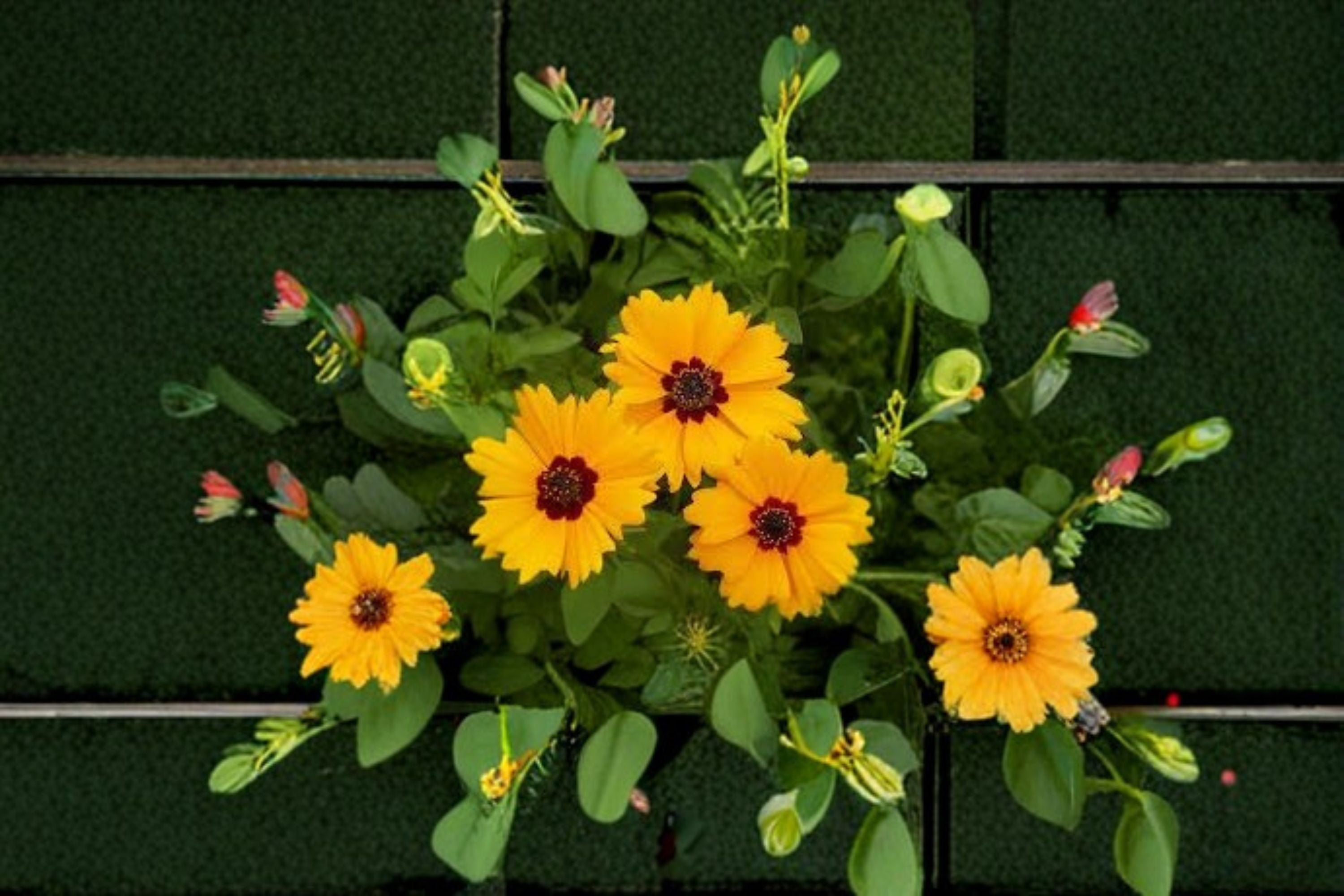 Golden Wave Tickseed Seeds Coreopsis Basalis Yellow Red Annual Wildflower Garden Plant Meadow Border Bloom 100 Seeds