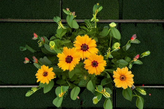 Golden Wave Tickseed Seeds Coreopsis Basalis Yellow Red Annual Wildflower Garden Plant Meadow Border Bloom 100 Seeds