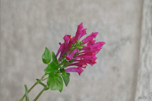 Pink Skullcap Live 1 Gallon Plant – Fully Rooted Scutellaria suffrutescens