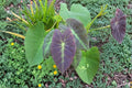 Colocasia Illustris Live Plant – Black Beauty Elephant Ear