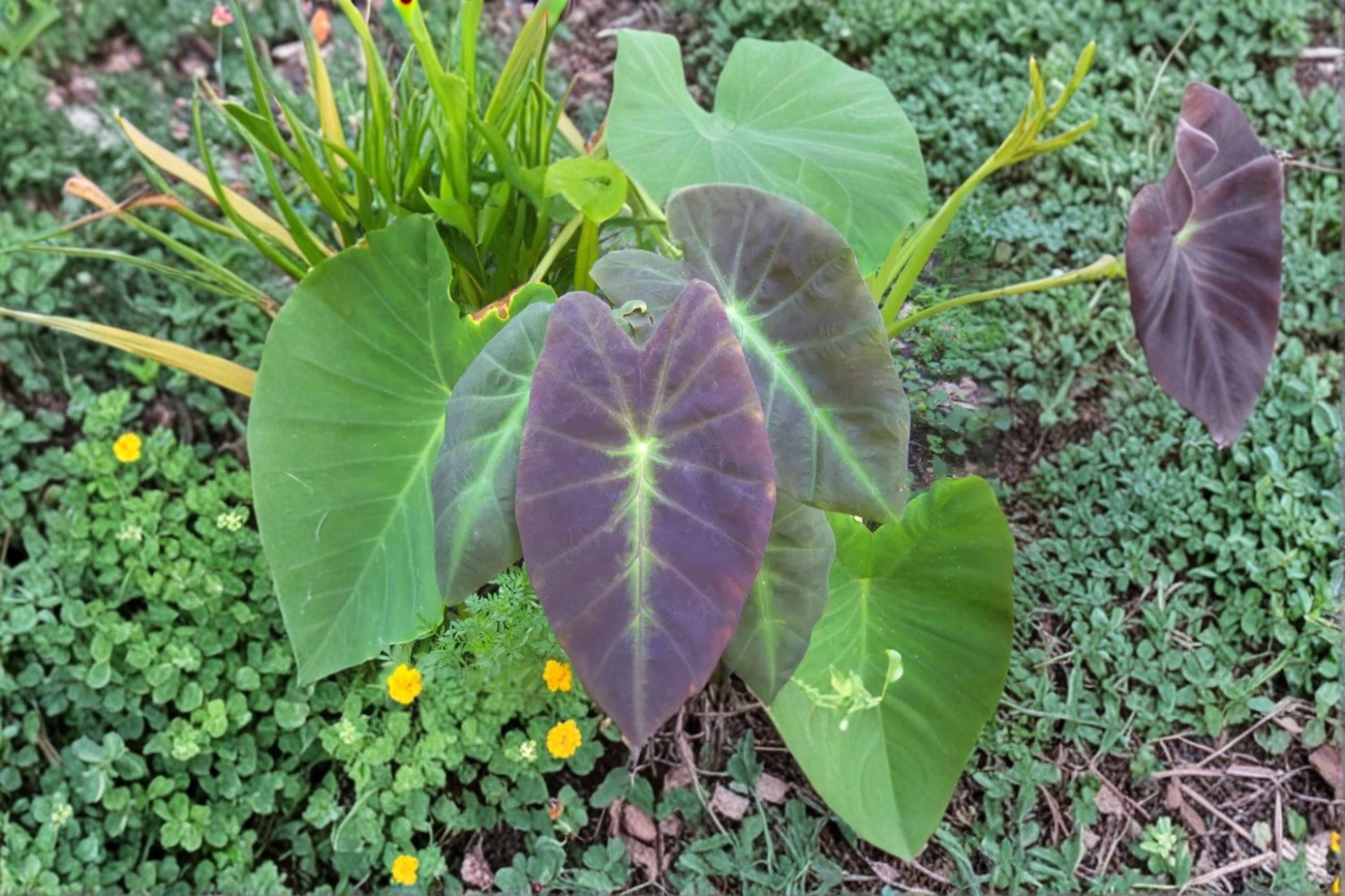 Colocasia Illustris Live Plant – Black Beauty Elephant Ear