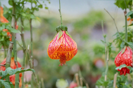 Chinese Lantern Abutilon 1 Live Plant – Flowering Maple – Abutilon