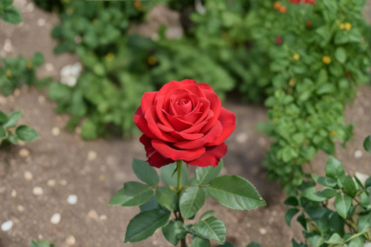 Red Miniature Rose Live Plant – 4–6" Tall – 4" Pot – Garden Rose