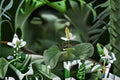Rainbow Chameleon Live Plant – Houttuynia cordata Ground Cover