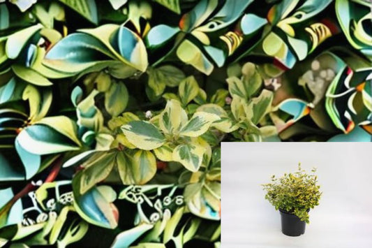 Green n Gold Euonymus 1 Plant – Euonymus fortunei ‘Emerald 'n' Gold’