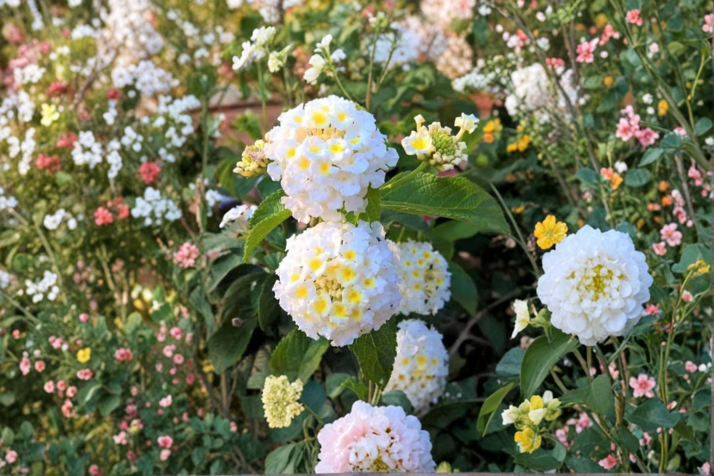 Trailing White Lantana Live Starter Plants (Set of 4, 4–6 Inches) Rooted – Lantana montevidensis 'White'