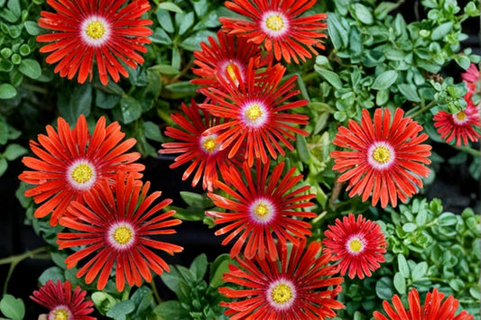 Red Ice Plant Live Starter – 1 Clump per Pot – Hardy Drought-Tolerant Groundcover