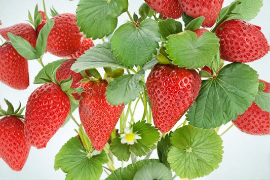 Delizz Strawberry Live Plug Plant – 1–3" Tall – Everbearing – Fragaria spp.