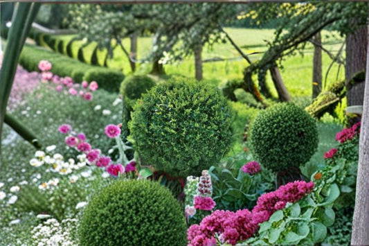 Green Gem Boxwood 1 Plant – Buxus × ‘Green Gem’