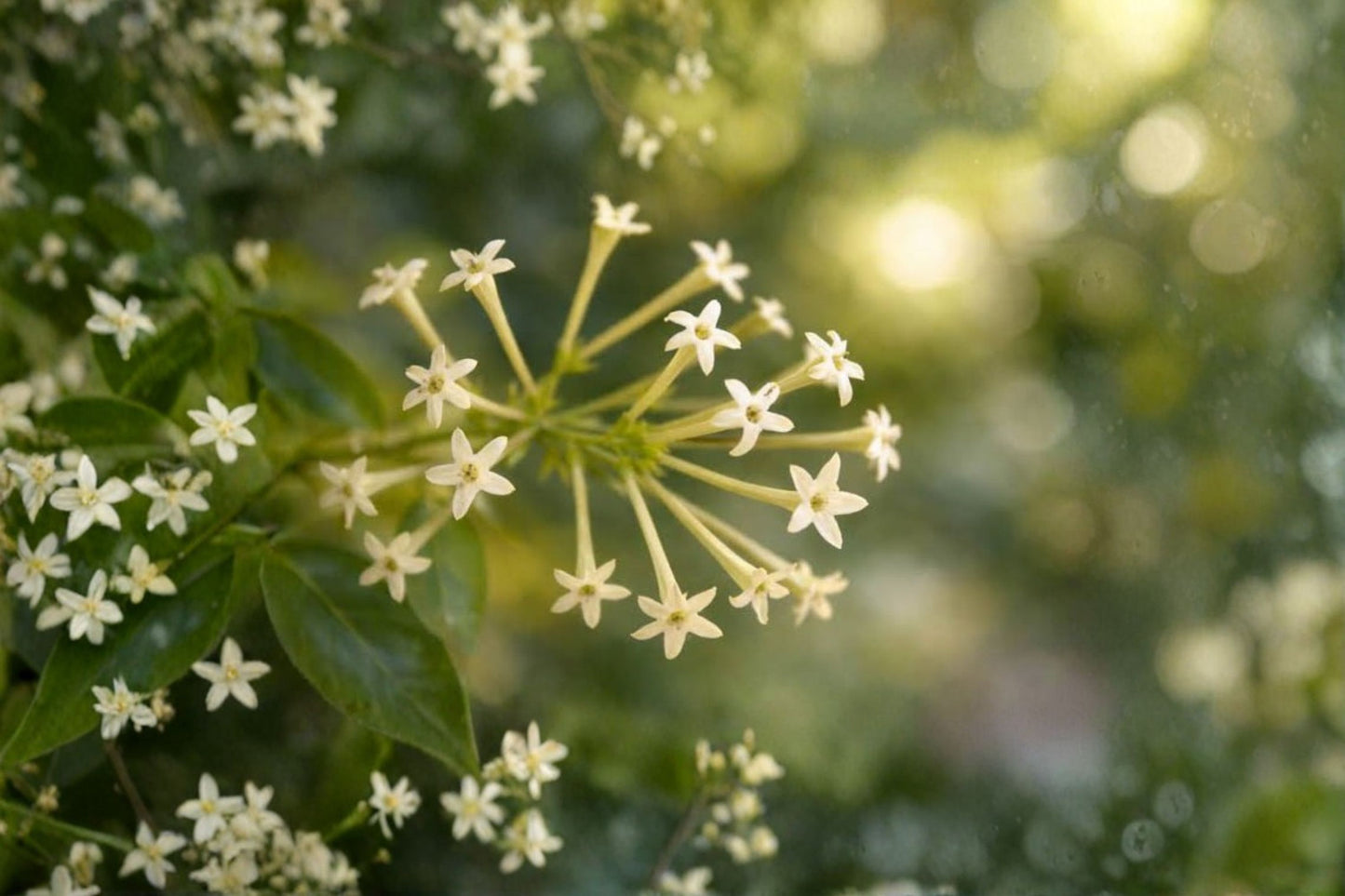 Night Blooming Jasmine Live Plant – Cestrum nocturnum – Intensely Fragrant Shrub