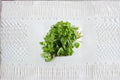 White Leaf Amaranth Seeds Amaranthus mangostanus Green Vegetable Seeds Leafy Garden Planting 500 Seeds