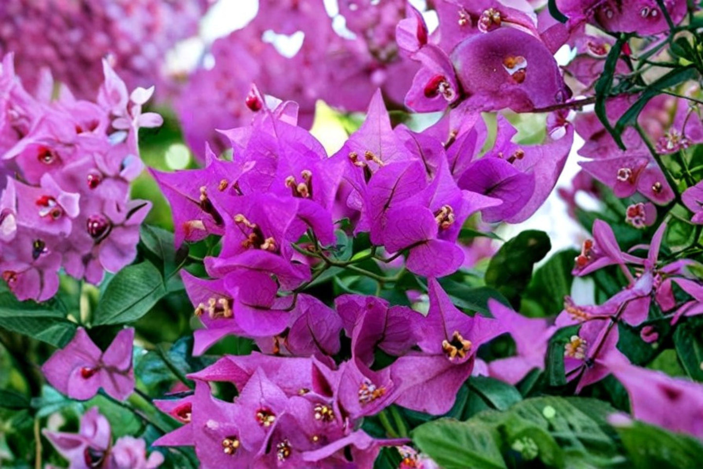 Royal Purple Bougainvillea Live Plant – 3" Pot – Bougainvillea Flowering Vine