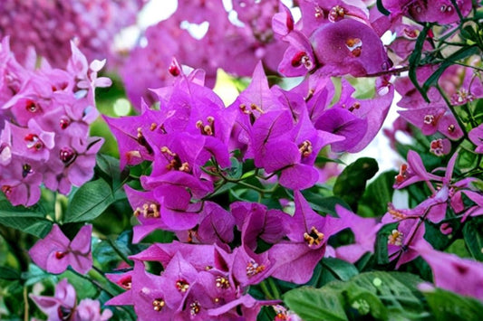 Royal Purple Bougainvillea Live Plant – 3" Pot – Bougainvillea Flowering Vine