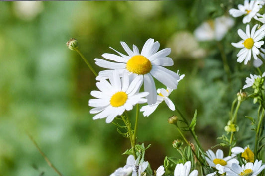 German Chamomile Seeds Matricaria recutita White Yellow Flower Seeds Annual Herb Garden Planting 100 Seeds
