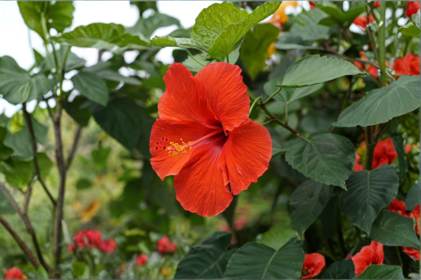 Red Tropical Hibiscus Live Plant – 4" Pot – 6–10" Tall – Hibiscus rosa-sinensis